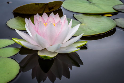 Seerose mit wunderschöner Blüte und einigen Blättern auf stillem Wasser.