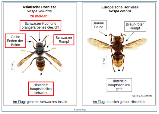 (Screenshot bubikon.ch)