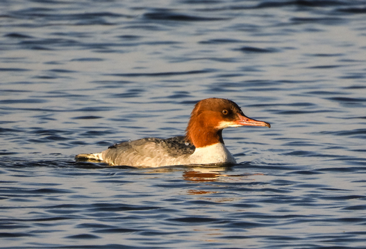 Foto: Gänsesäger, Kathy Büschner/NABU Rinteln