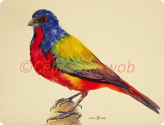 Painted Bunting, aquarelle, 28cm x 38cm, 2024