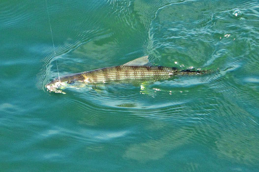 A fly rod caught San Diego Bay Bonefish comes to the boat