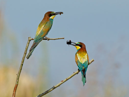 Bienenfresser (Merops apiaster)