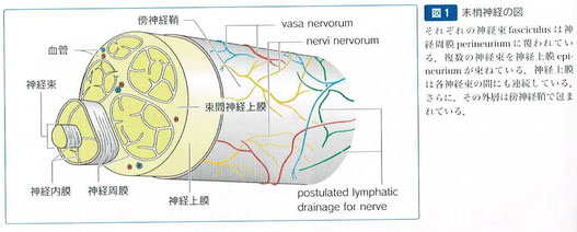 末梢神経の図