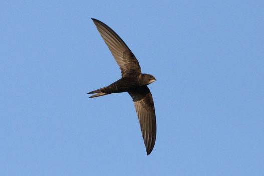 Apus apus - Mauersegler - Z. Tunka