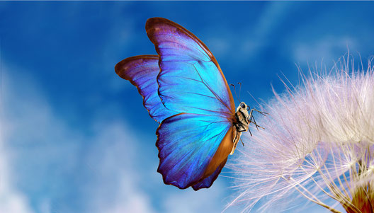 Un chemin de transformation de soi 