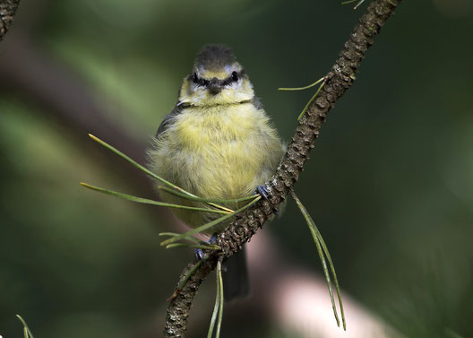 Blaumeise, Cyanistes caeruleus Foto: V. Herdtle