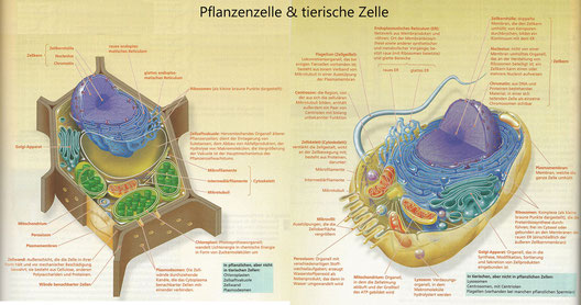 Quelle: Campbell, N. u.a.: Biologie Gymnasiale Oberstufe. Hallbergmoos 2011, S. 48