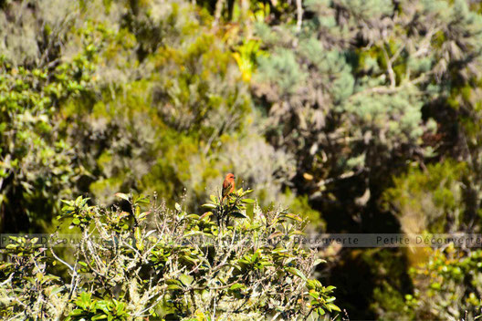 Un cardinal dans la forêt de Bélouve
