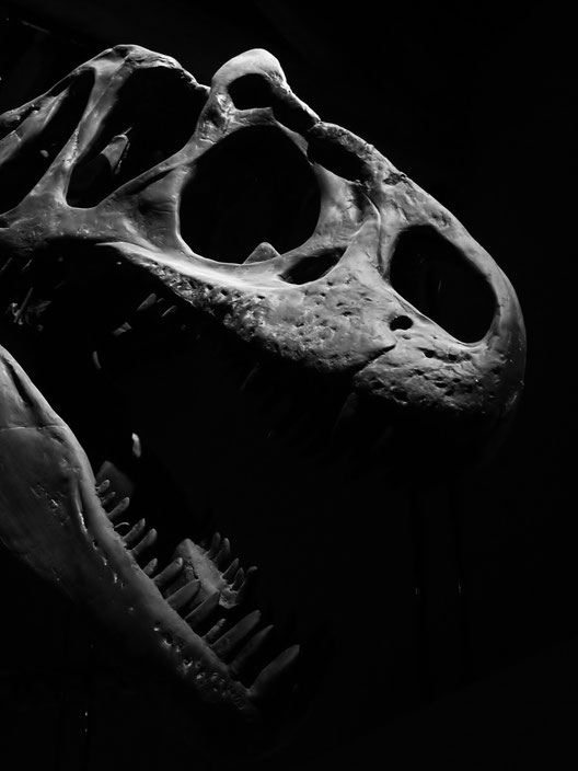 Squelette / Skeleton / Photo de Crystal Jones