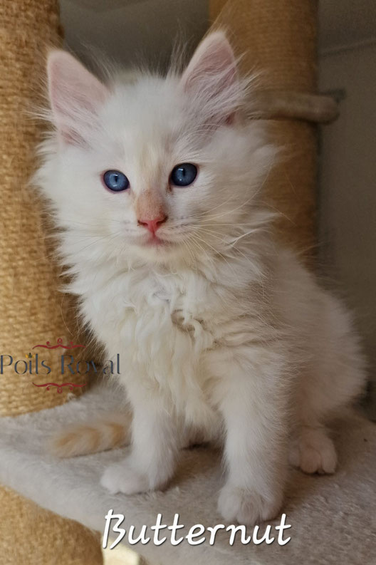 Butternut, mâle crème tabby mitted