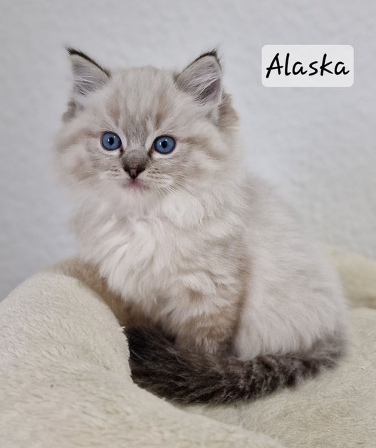 Alaska femelle, seal tabby mitted, réservée 
