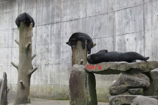 ツキノワグマ,くまくま園,秋田県おすすめ,アニマルヒーラー,パワースポット