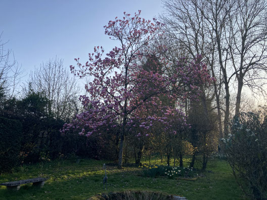 Magnolia 'Heaven Scent'