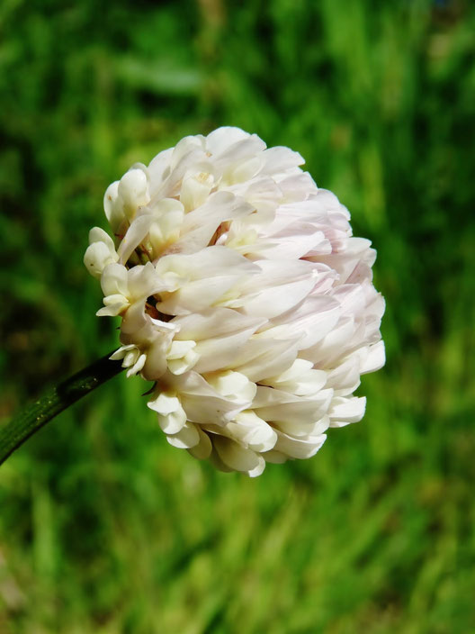 Fleur de trèfle / Clover flower / photos de crystal jones