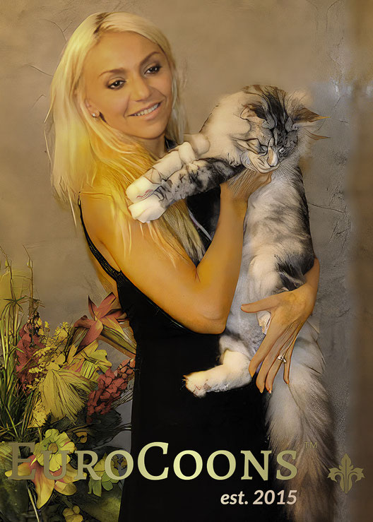 Maine Coon Breeders Maine Coon Breeders Near Me