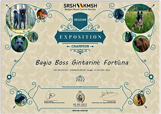 Bagio Boss Gintarine Fortuna * Lord James *, Czarnowsky , Beagle, Beagle, Beagle, Beagle, Beagle, Champions, Winner, the Best, Love, Star