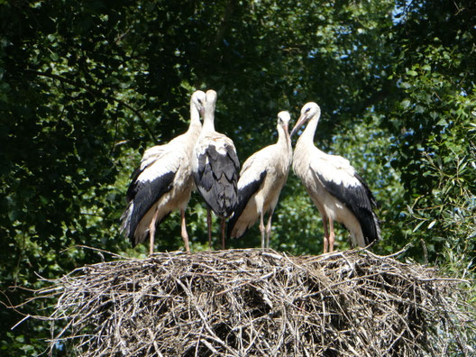 Storchennest in der Rheinaue Rheinhausen Nabu Hockenheim (2024)