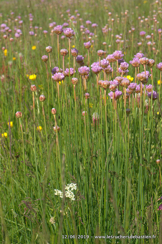Armeria arenaria, Mont-Lozère
