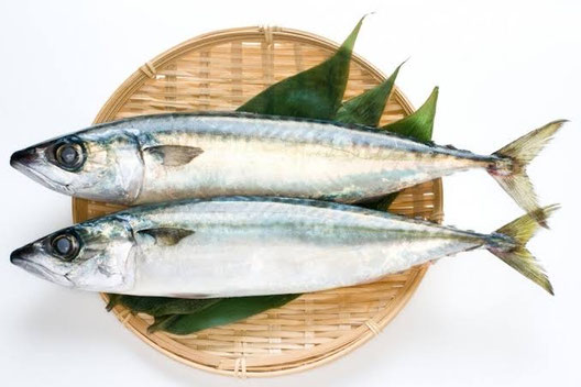 ①ビタミンD 魚に豊富に含まれるビタミンDは、骨や筋肉、免疫機能にも関わる大切な栄養素です☀️ 特に冬は日照時間が短くなり、体内で作られる量も減りやすいため、魚を食べないと不足しやすくなります💦  ②オメガ3脂肪酸 青魚から摂れるEPAやDHAなどのオメガ3脂肪酸は、中性脂肪を下げる働きや、血栓を防ぐ働きが期待されています✨ 特にサバ、イワシ、アジ、サンマなどの青魚はおすすめです🐟  ③食べるのに時間がかかる 魚は骨や皮を取り除きながら食べることが多いため、自然と食事のスピードがゆっくりになります🐌
