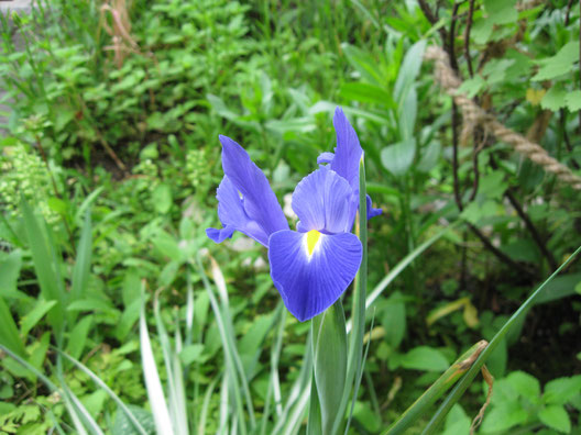Die Schwertlilie (Iris vesicolor) kommt aus Nordamerika und ist ein gutes Heilmittel bei Kopfschmerzen oder Migräne  an freien Tagen.    an freien Tagen, wenn der Stress nachlässt. Sie wirkt auf Magen, Leber und Bauchspeicheldrüse und entwässert außerdem.
