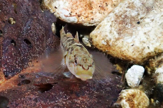 この魚は川底近くにいることが多いようです。　つぶらな瞳でカメラを見つめています