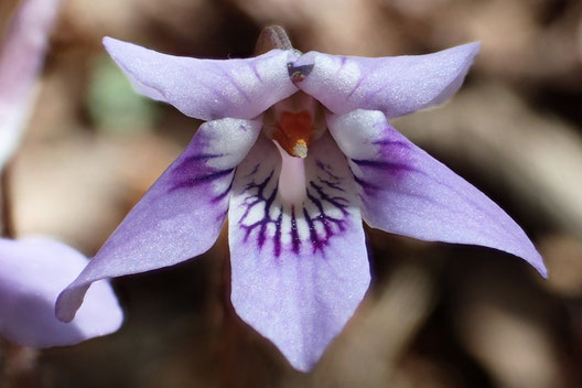 アワガタケスミレの花の正面　　側弁は無毛。　唇弁の基部に距への入口が見える