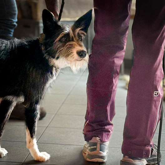 Der Hund ist entspannt bei seinem Mensch
