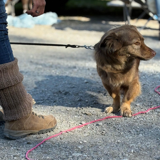 Mehrere Hunde entspannt auf einem sonnigen Waldweg, während eines Nähe & Distanz-Trainings bei Pin'u Dog Hundeschule. Die ruhige Energie vermittelt Orientierung und  Verbindung im Alltag.