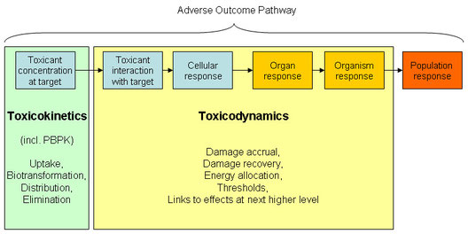 Toxicokinetic-toxicodynamic models and adverse outcome pathways