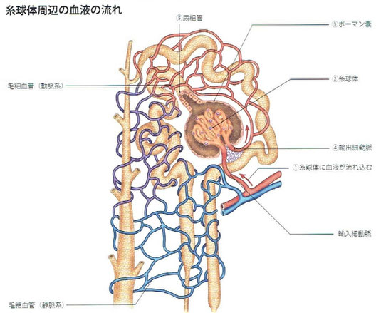 「人体　神秘の巨大ネットワーク」より