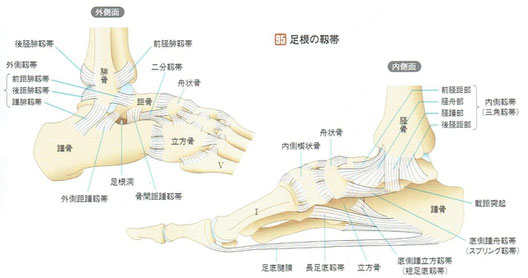 「人体の正常構造と機能」より