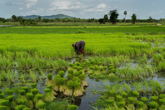 Rice paddies in the Trapaing Chour commune. A group of villagers there said that years of protest against land grabs by two companies that have been linked to governing party lawmakers or to Mr. Hun Sen’s sister had brough no relief (Credit: Alan Dean)