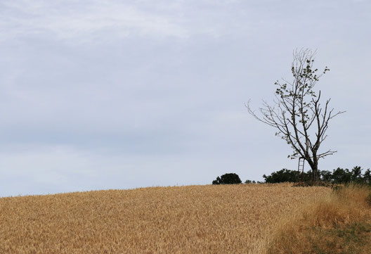Photo secteur Ban-de-Sapt 88