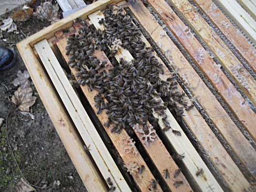 Tote Bienen sitzen in der Beute noch in der Wintertraube.