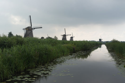 i mulini a vento Patrimonio Unesco di Kinderdijk immersi in prati verdi sul fiume
