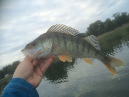 Murtensee, Fische, Angeln, Egli, Zander, Hecht, Barsch, Lieblingsköder