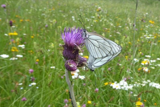 Foto: Baumweißling - Dr. Anette Scholley-Pfab