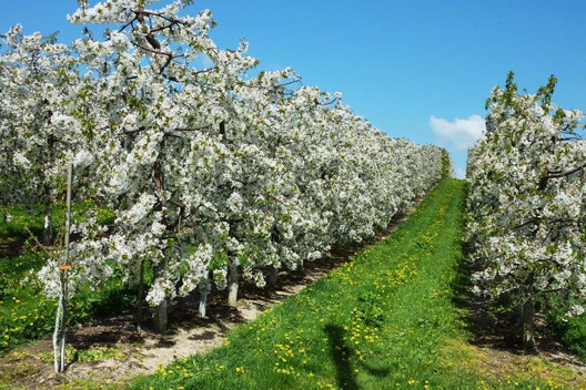Überall herrliche Baumblüten !!!