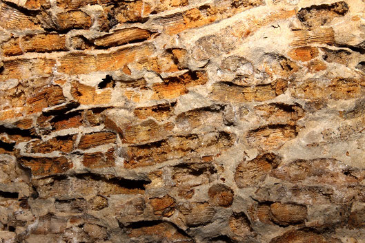 Porzione di un masso di circa 10kg completamente costituito da Cladocora caespitosa (valle del Mignone)