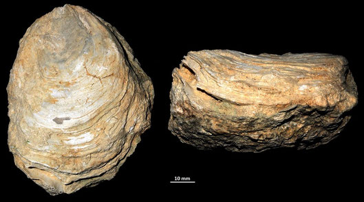 Ostrea edulis, calcareniti di Tarquinia (VT)