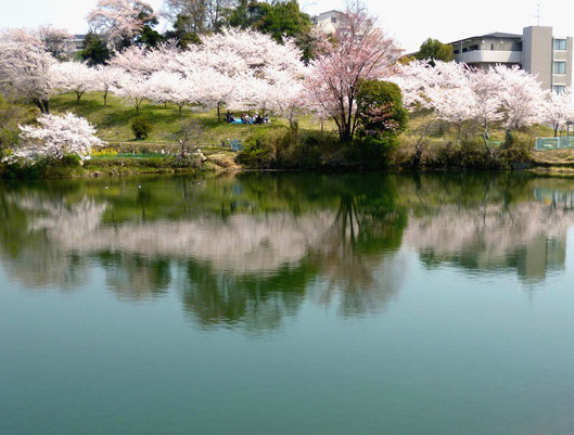 桜が二倍楽しめる！！（薩摩(さつま)池・白島3丁目）