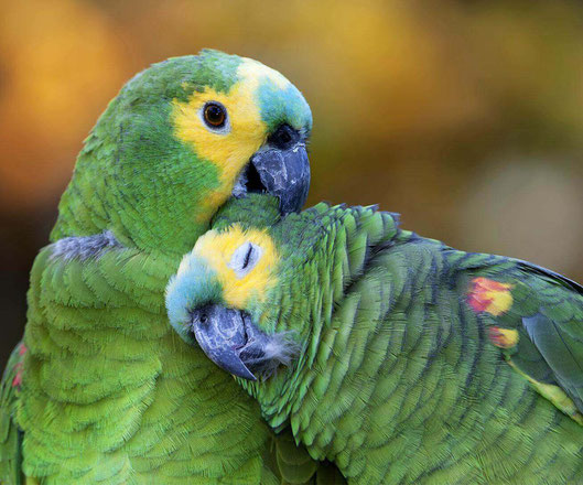 Photo du parc animalier - Parrot World