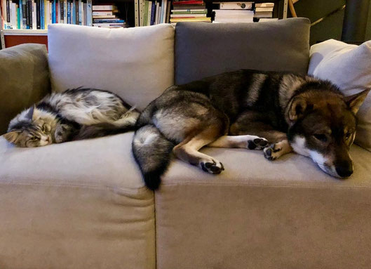 四国犬 | Shikoku Ken, nederlandse shikoku fokker