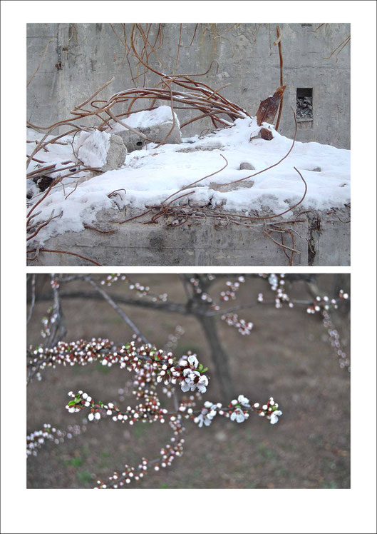 Debris on the demolition site of old factory halls of Neues Deutschland in Berlin-Friedrichshain |  Beginning of cherry blossom season in Seoul