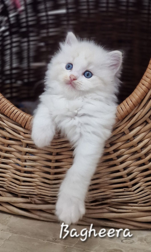 Bagheera, femelle seal tabby bicolore