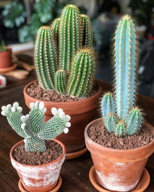 Cactus, crasas y suculentas en Tenerife