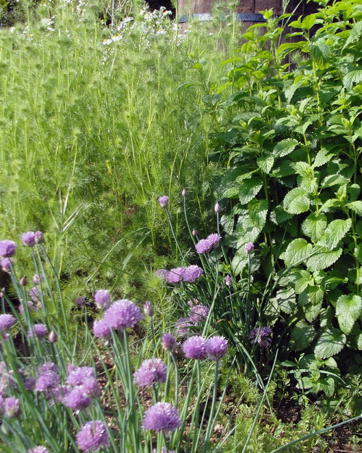 Plantas aromáticas, semilleros y hortalizas en Tenerife