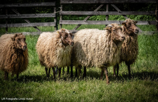 Die Skudden sind unsere Border Collie Training Gang
