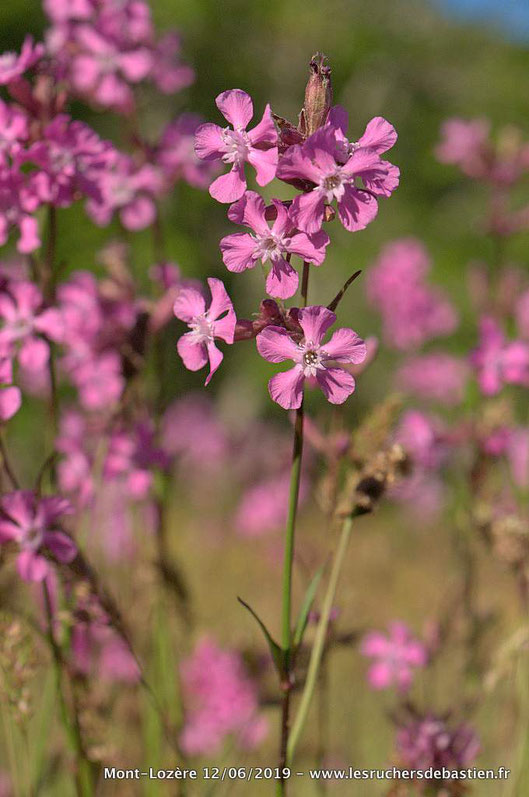 Viscaria vulgaris, Mont-Lozère