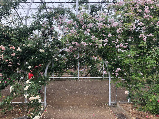 平塚市総合公園 南側バラ園 アーチ 2021年5月16日　写真提供；株式会社 たくしょくグリーン 